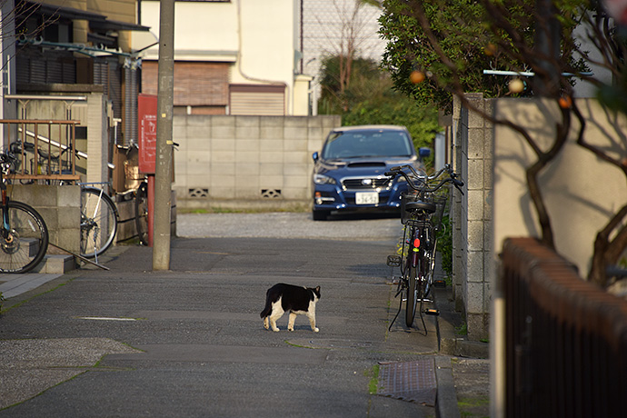 街のねこたち