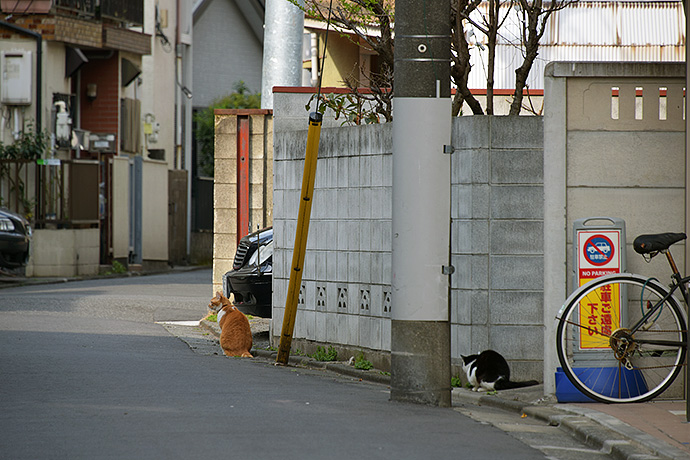 街のねこたち