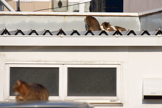 街のねこたち