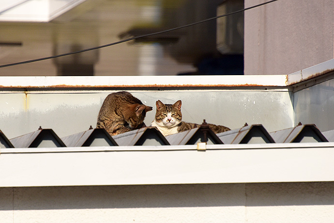 街のねこたち