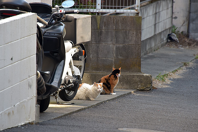 街のねこたち