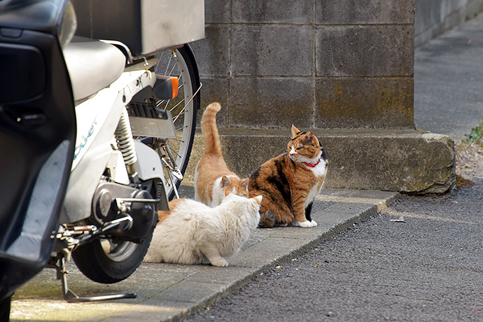 街のねこたち