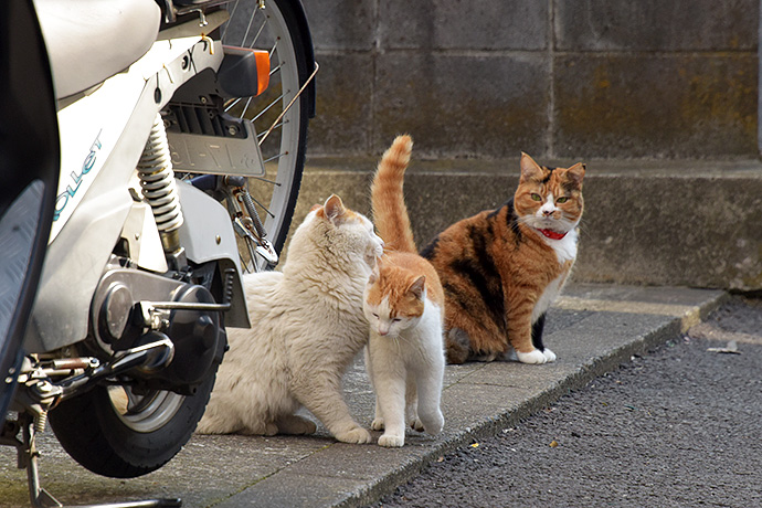 街のねこたち