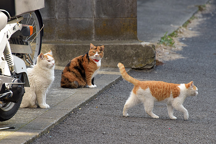 街のねこたち