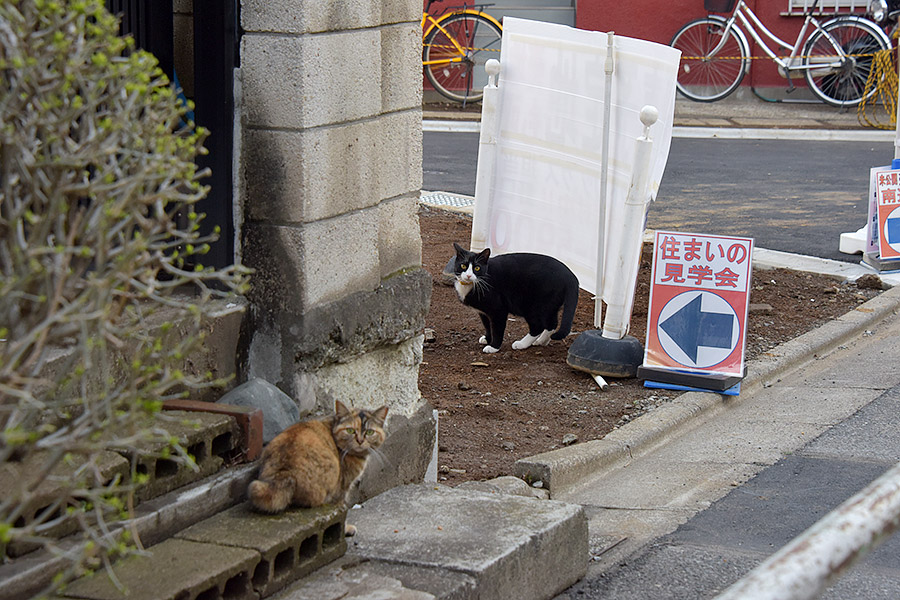 街のねこたち