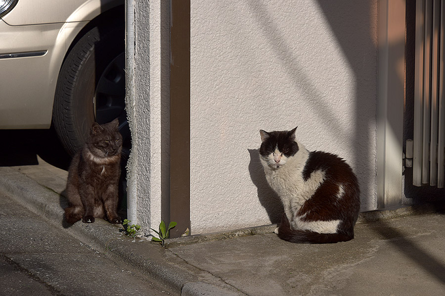 街のねこたち