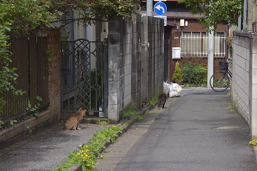 街のねこたち