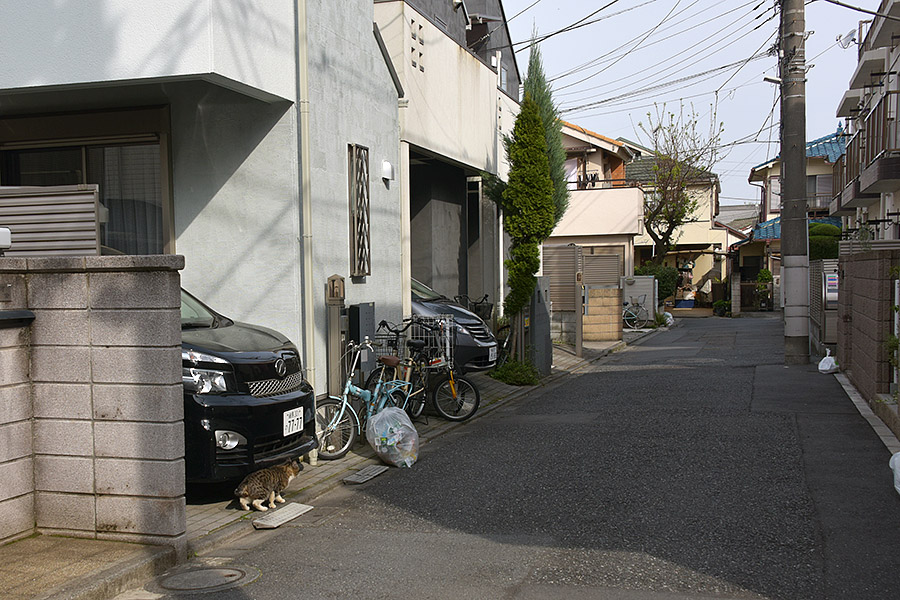 街のねこたち