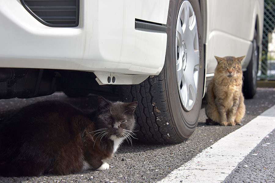 街のねこたち