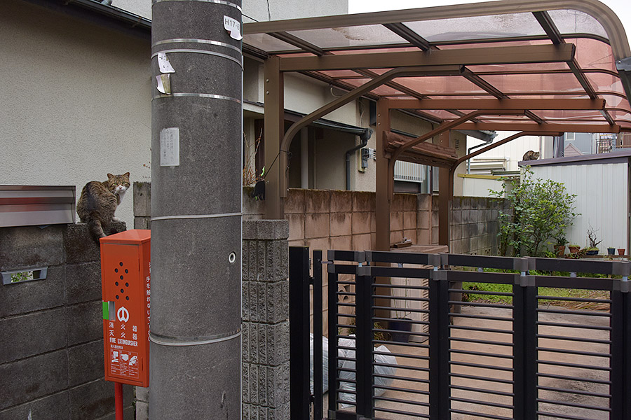 街のねこたち