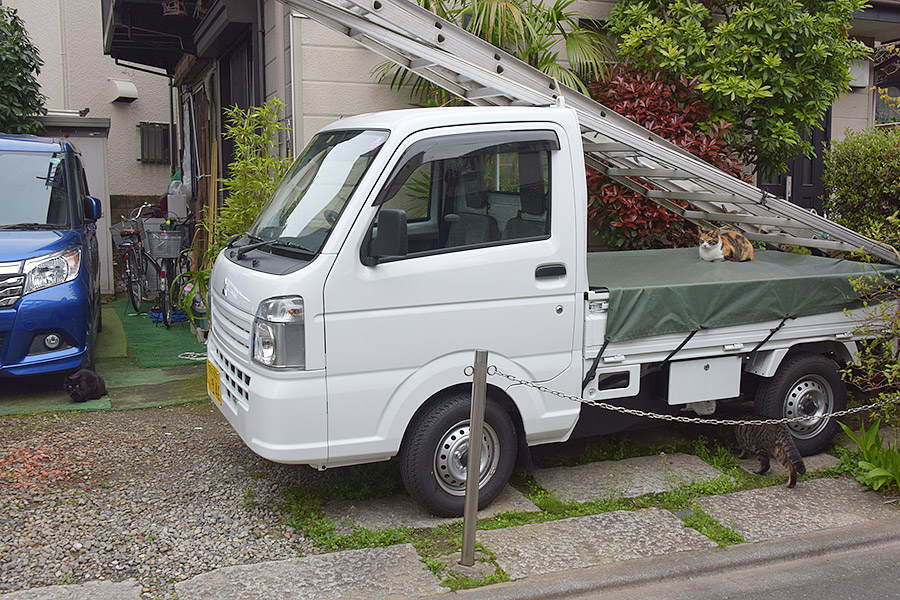 街のねこたち