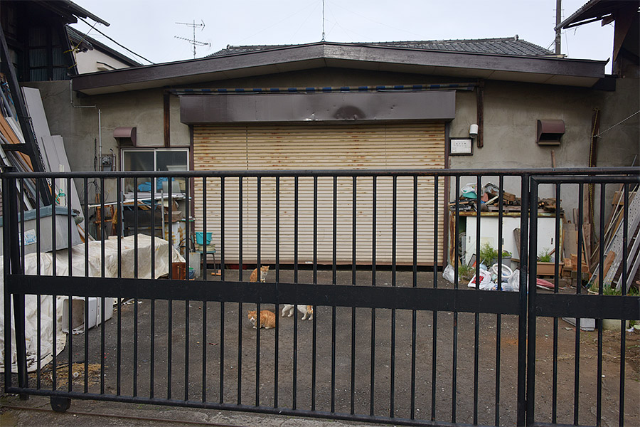 街のねこたち