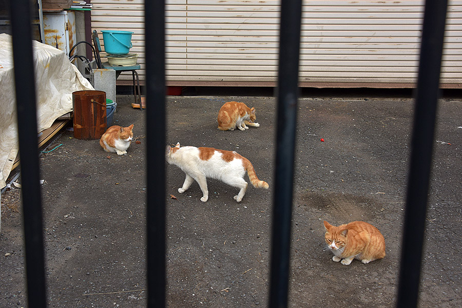 街のねこたち
