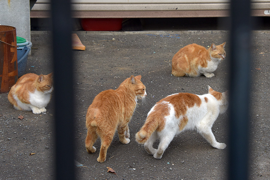 街のねこたち