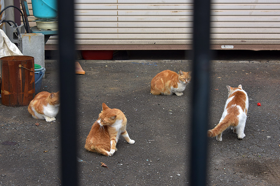 街のねこたち