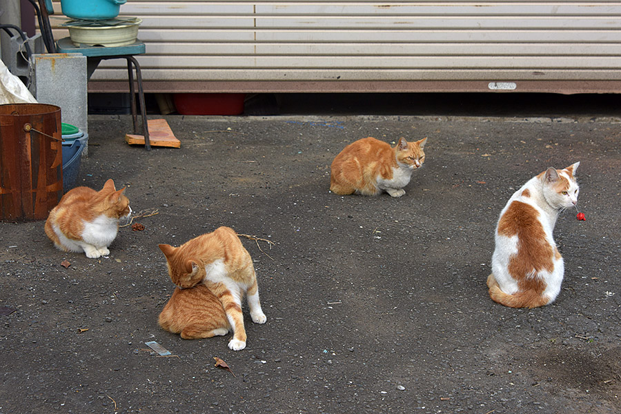 街のねこたち