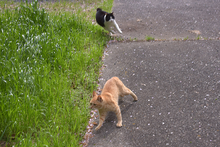 街のねこたち
