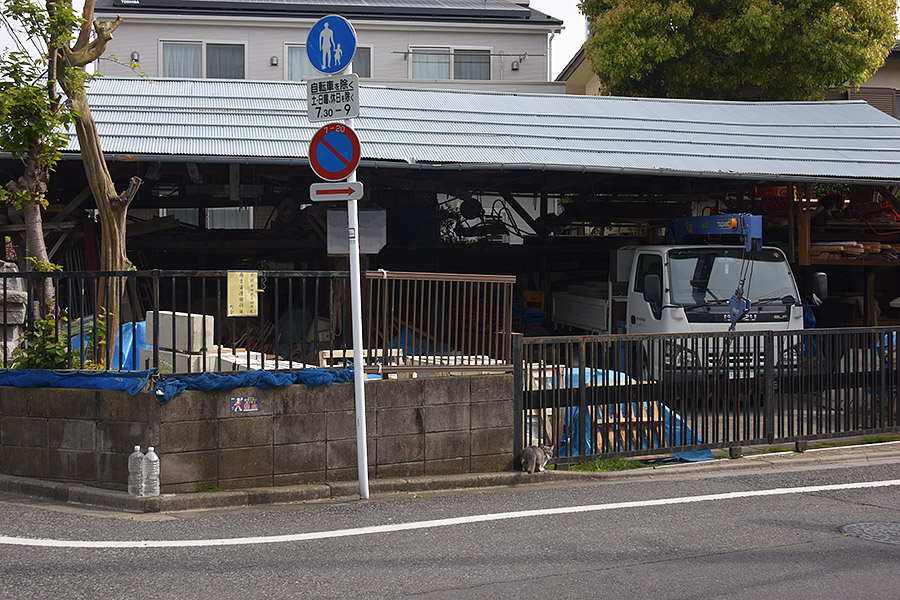 街のねこたち
