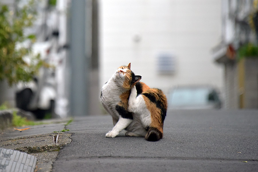 街のねこたち