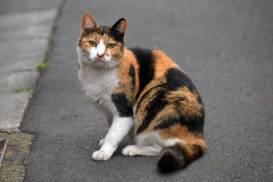 街のねこたち