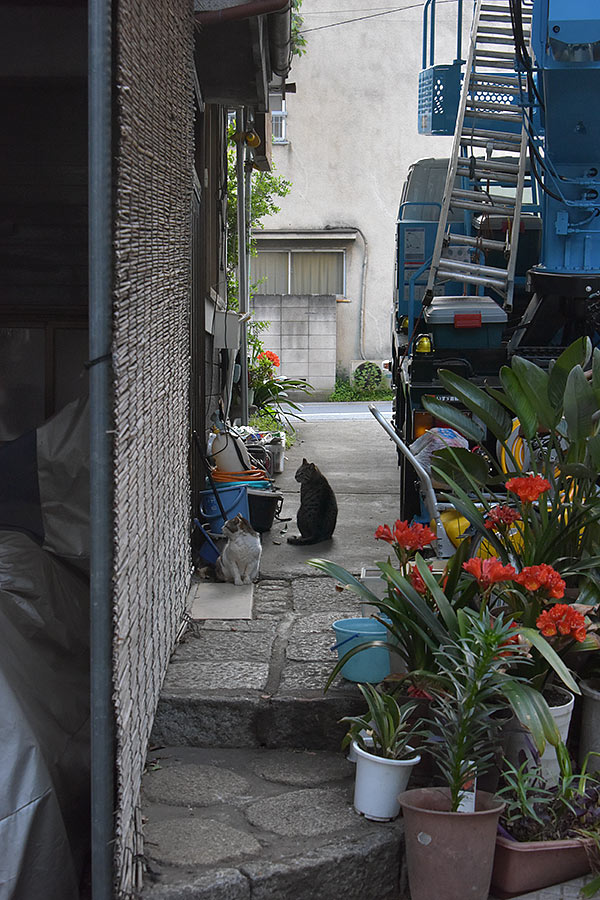 街のねこたち
