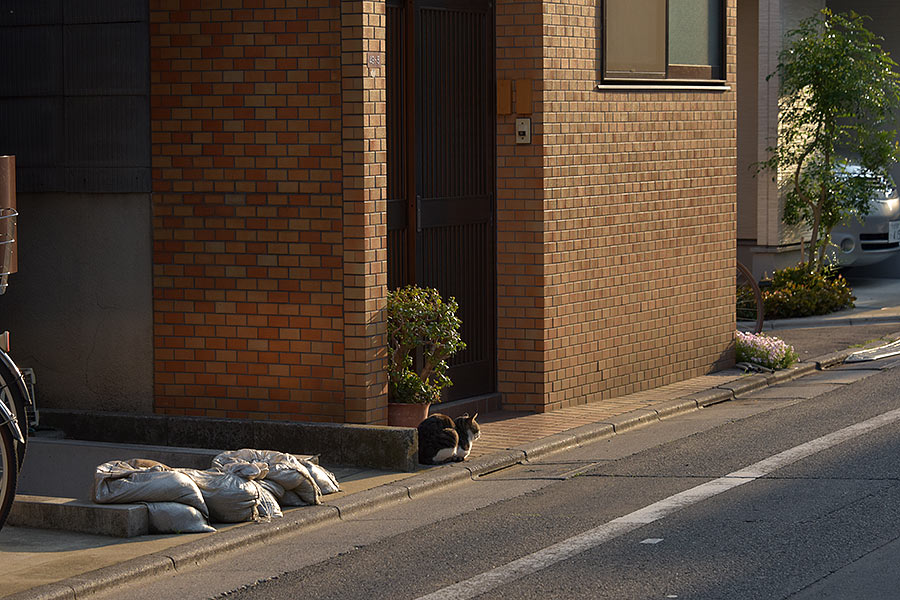 街のねこたち