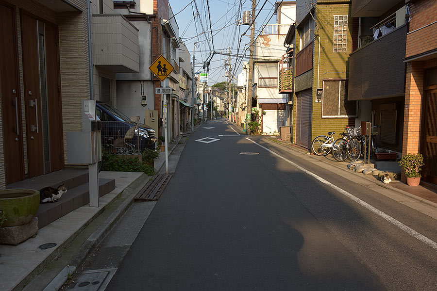 街のねこたち