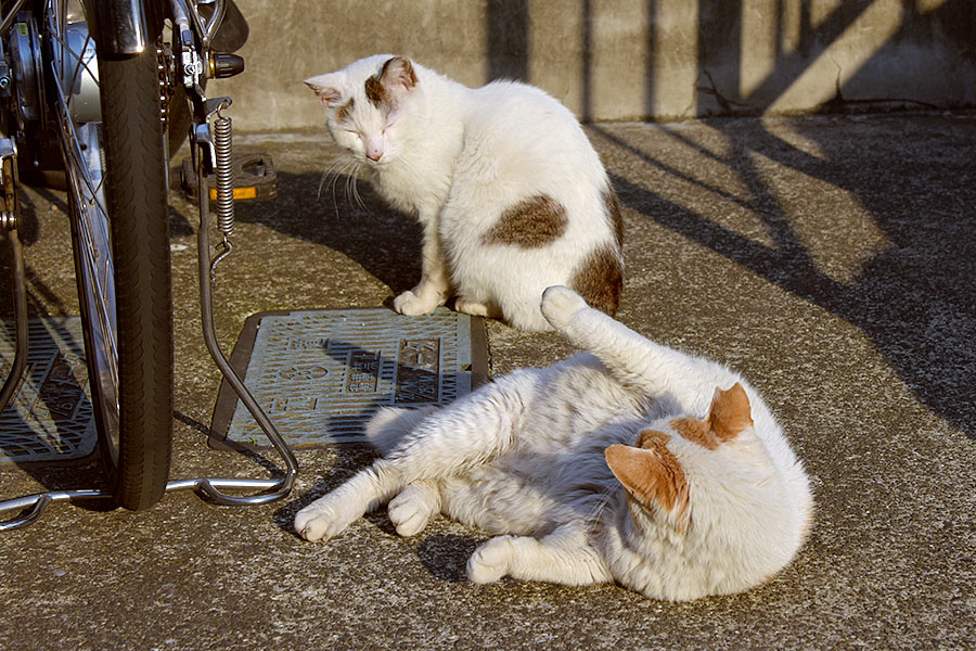 街のねこたち
