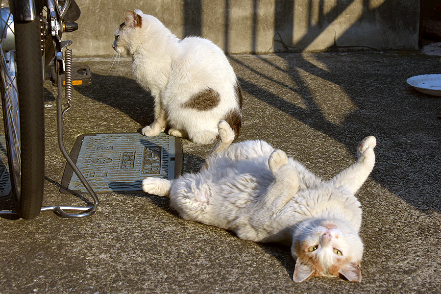 街のねこたち