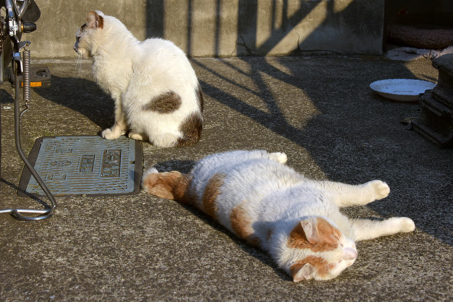 街のねこたち
