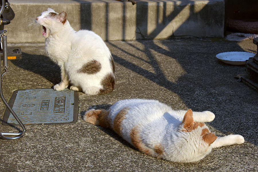 街のねこたち
