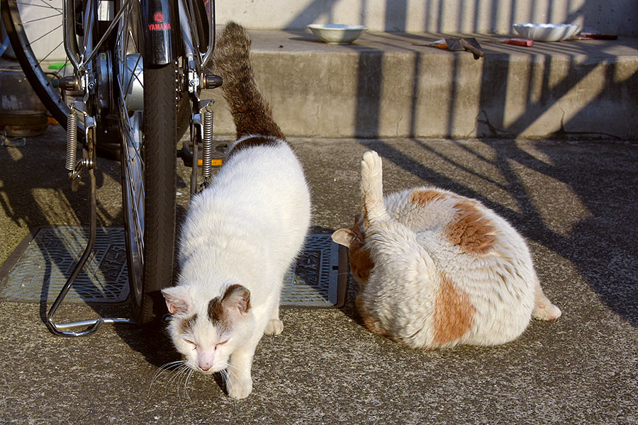 街のねこたち