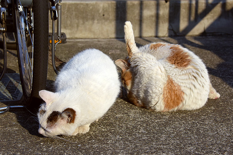街のねこたち