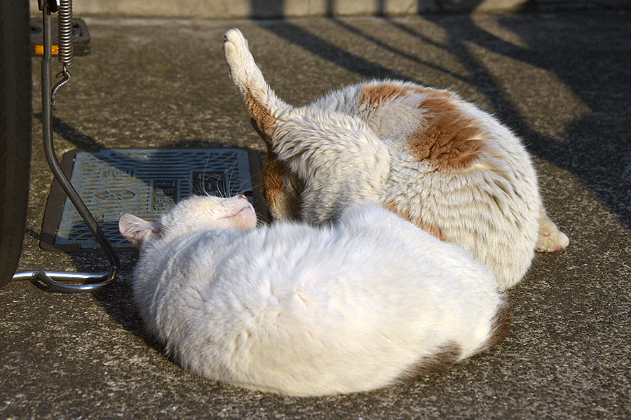 街のねこたち