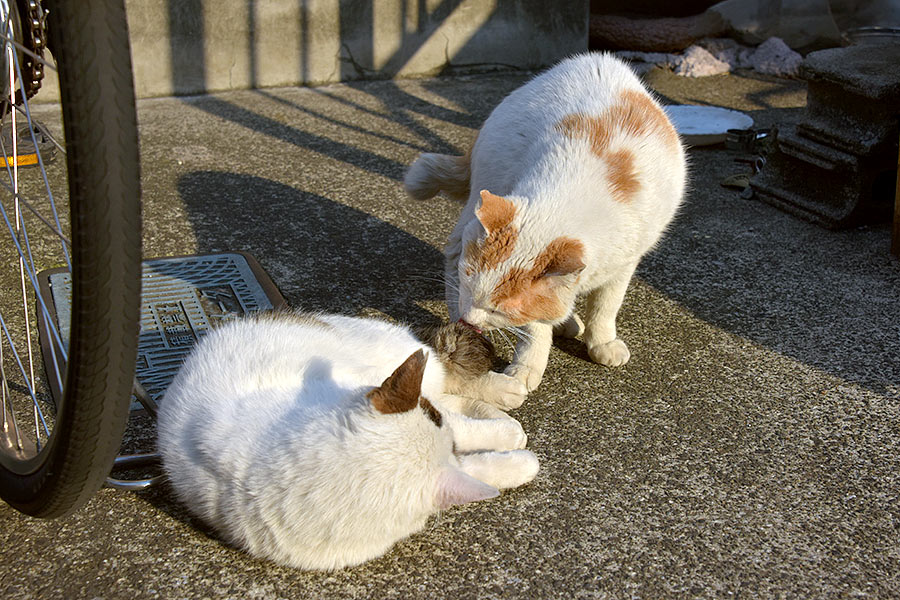 街のねこたち