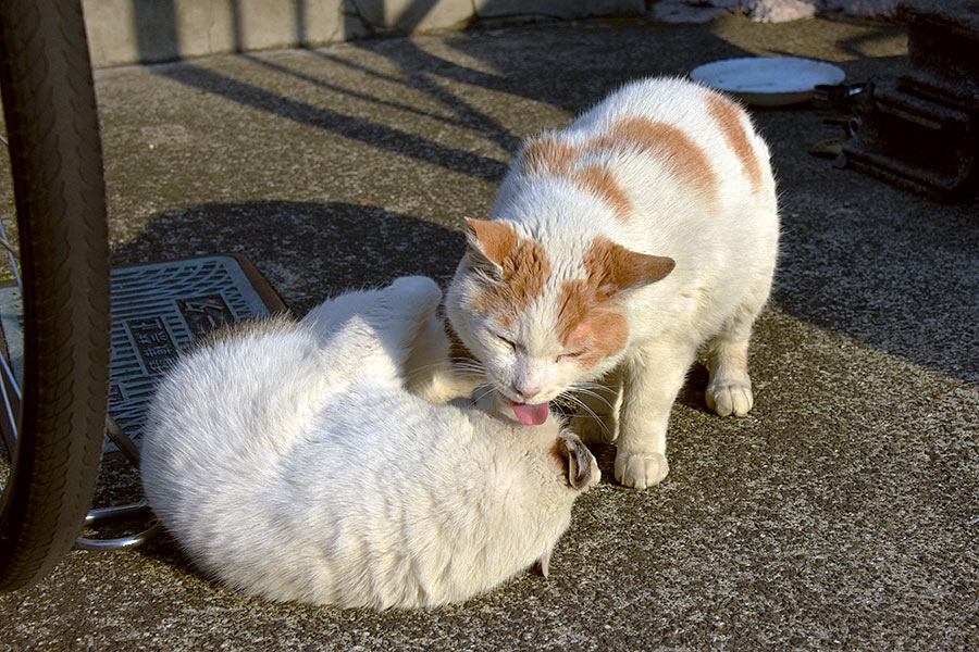 街のねこたち