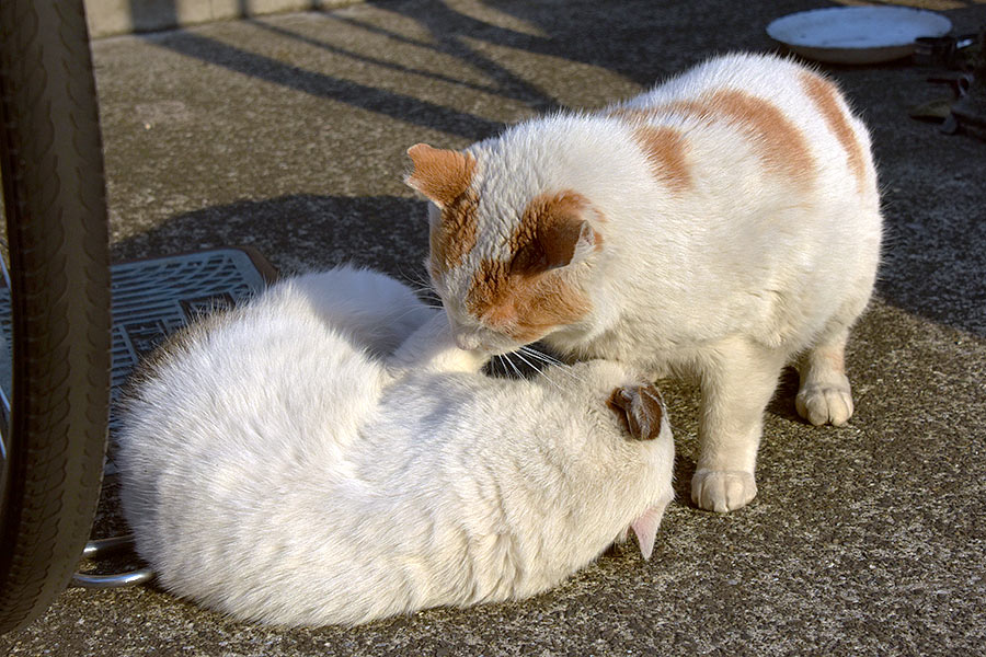 街のねこたち