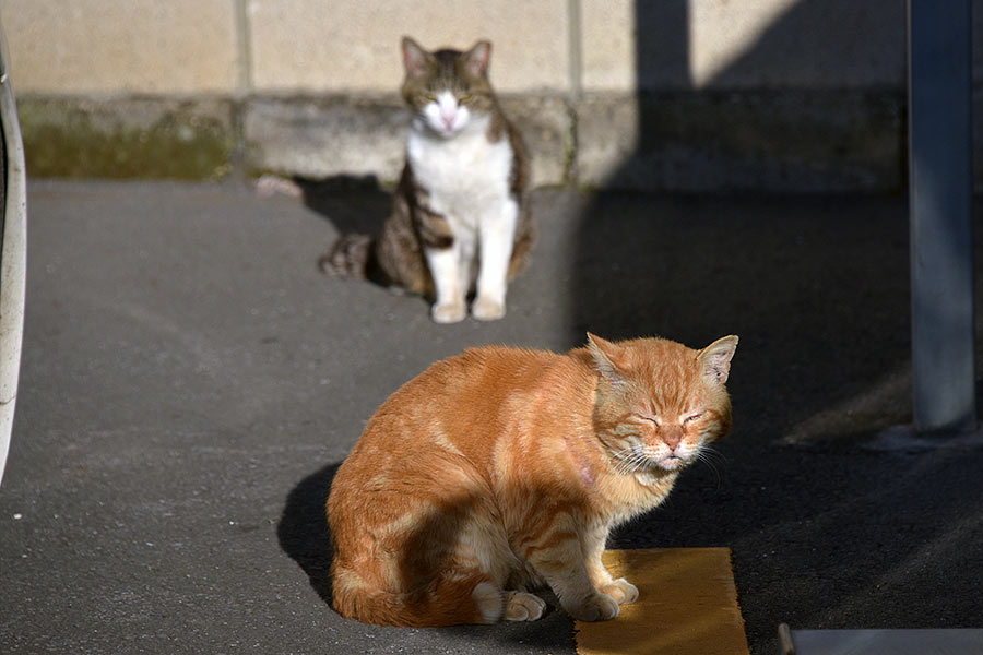 街のねこたち