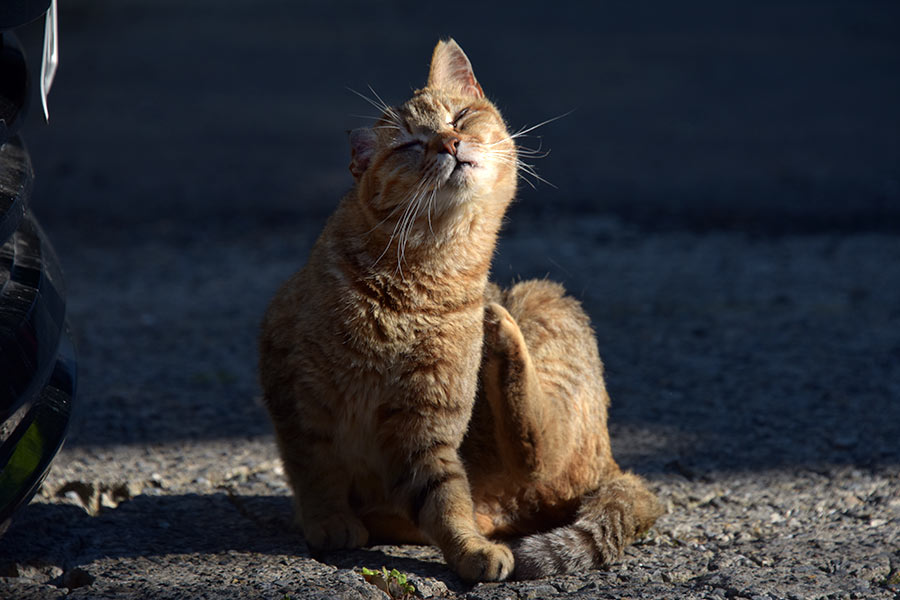 街のねこたち