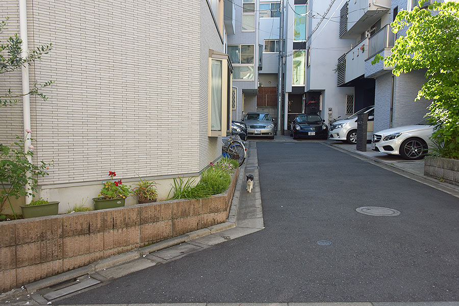 街のねこたち