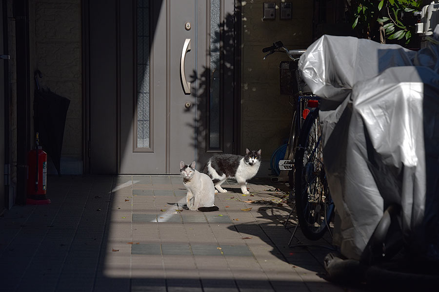街のねこたち