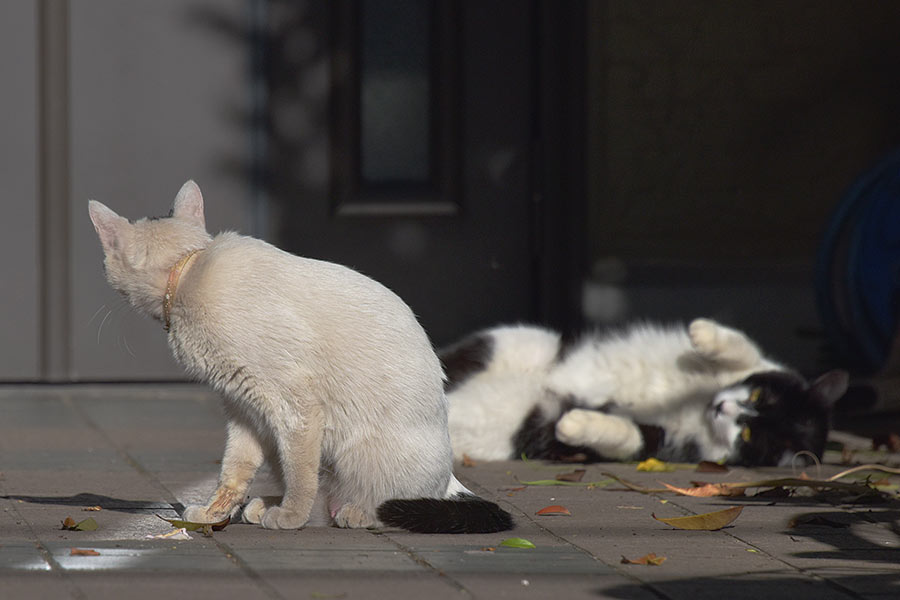 街のねこたち