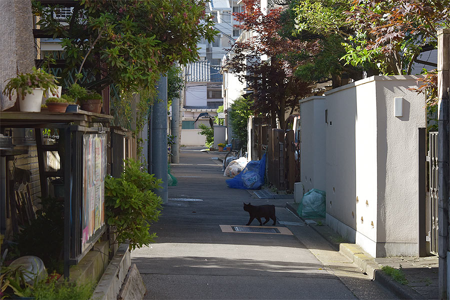 街のねこたち