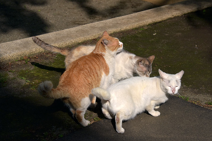 街のねこたち