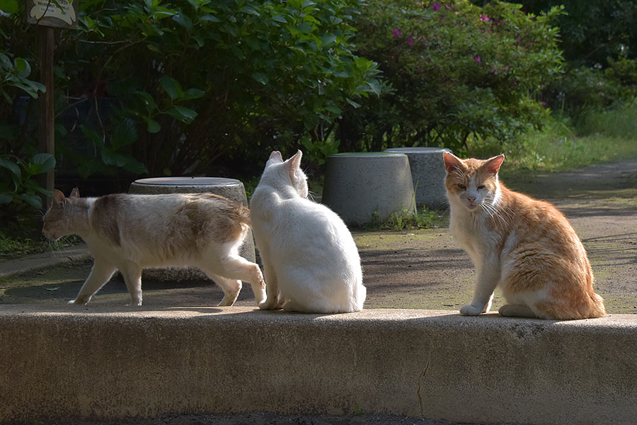 街のねこたち