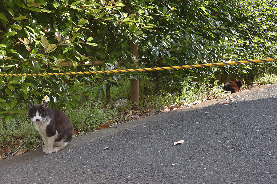 街のねこたち