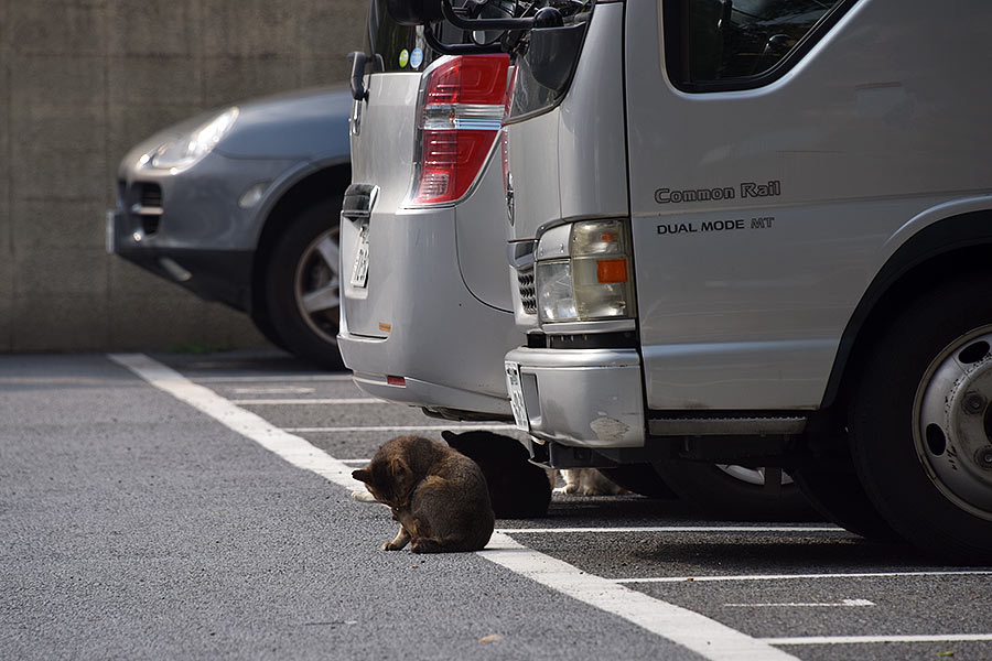 街のねこたち