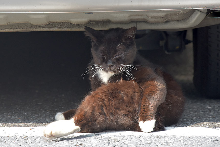 街のねこたち