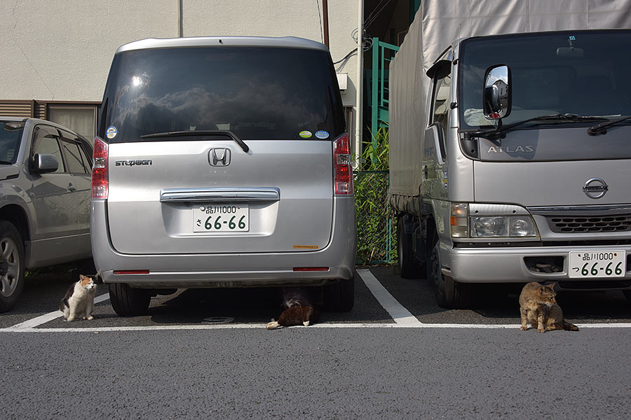 街のねこたち