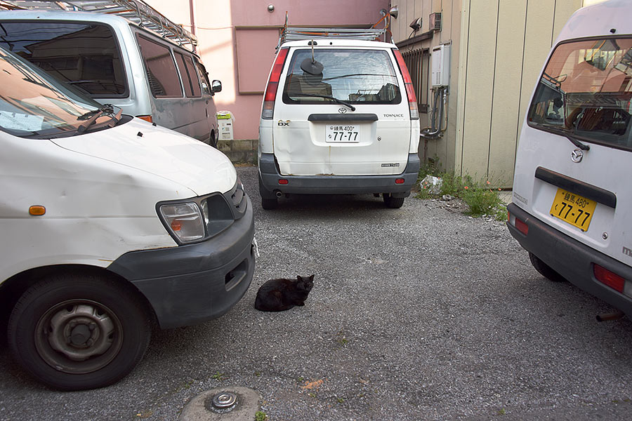 街のねこたち